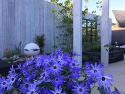 Ruby UK IRO Mountain 145mm X 21mm